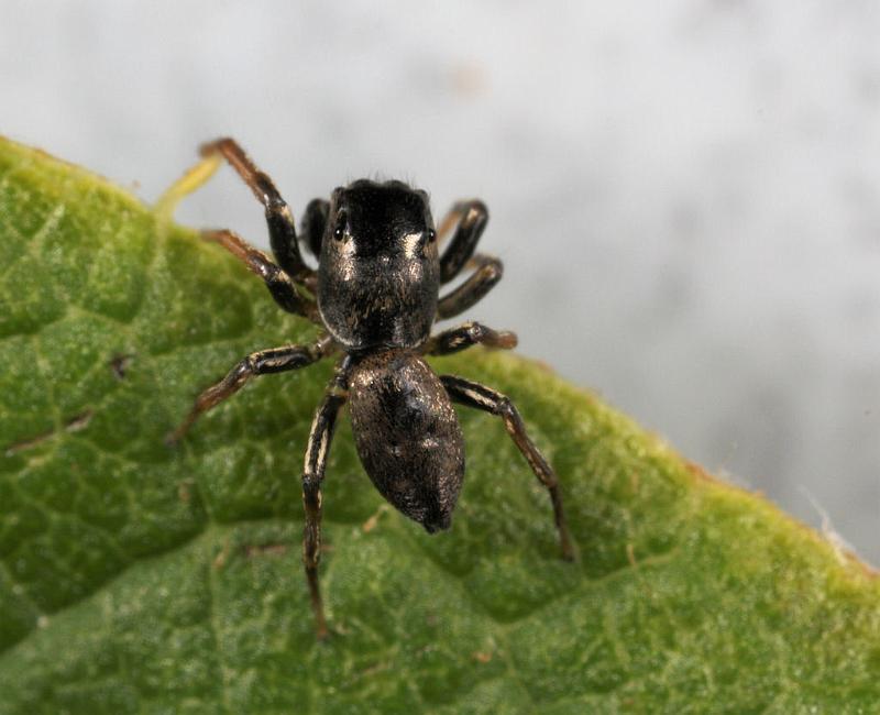Heliophanus_ZZXYX_D8186_Z_85_Bij afgraving_Nederland.jpg